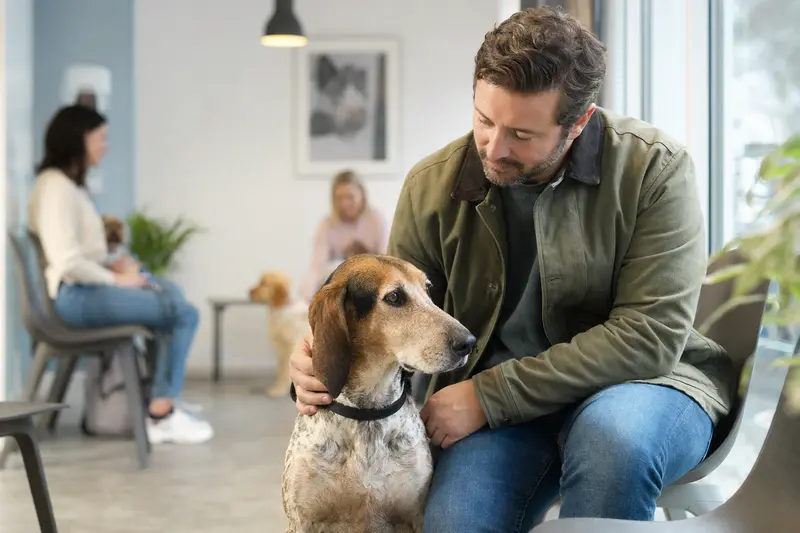 Ein Hygenlaufhund sitzt ruhig neben seinem Besitzer im hellen Wartezimmer einer modernen Tierarztpraxis.